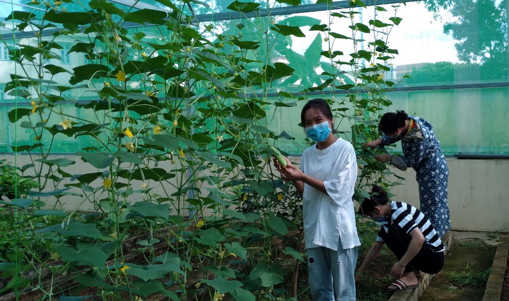 Hiệu quả từ mô hình “Vườn thực hành chất lượng cao” 